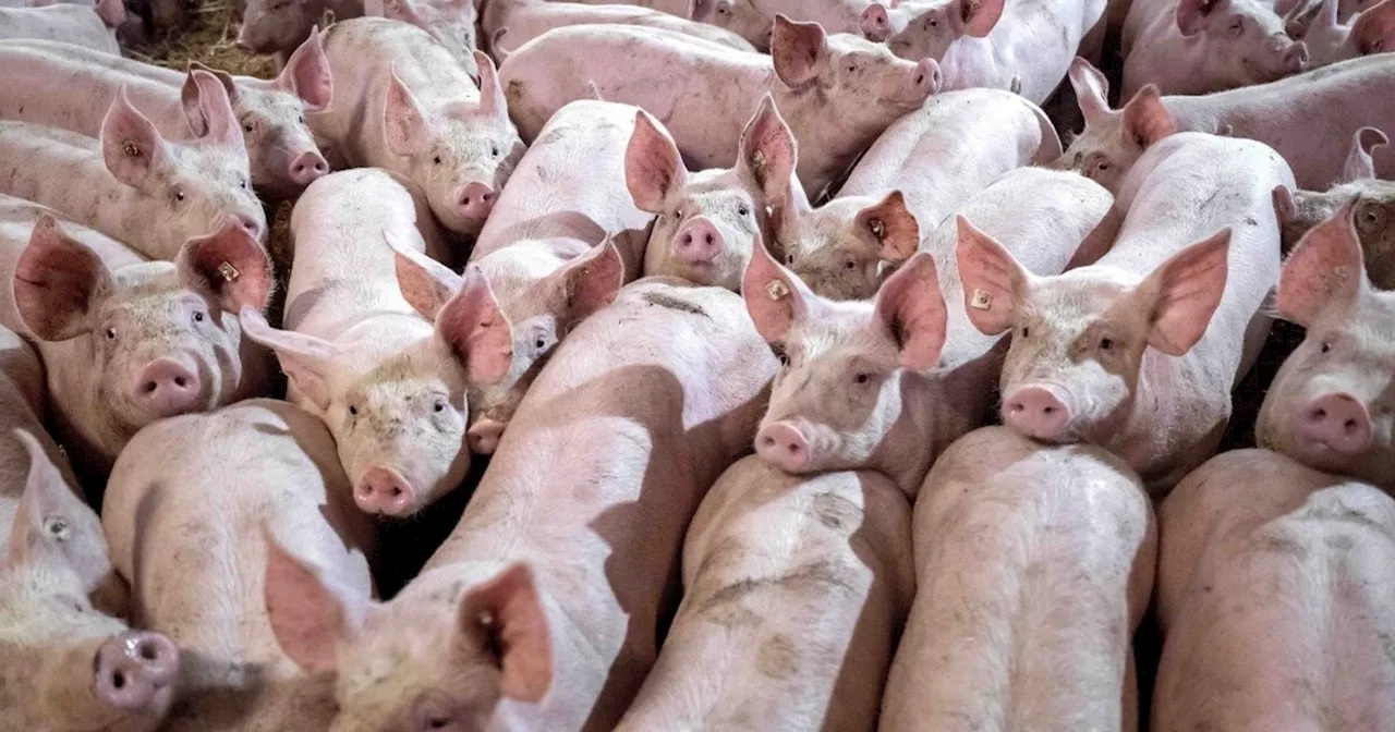 Weniger Schweinehalter haben weniger Schweine