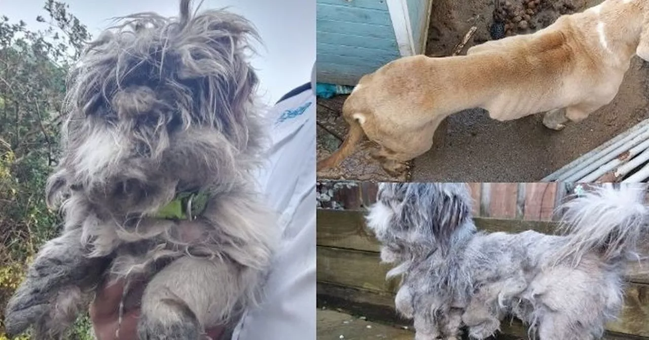 Couple hit with dog ban after investigators couldn't see Shih Tzu's face