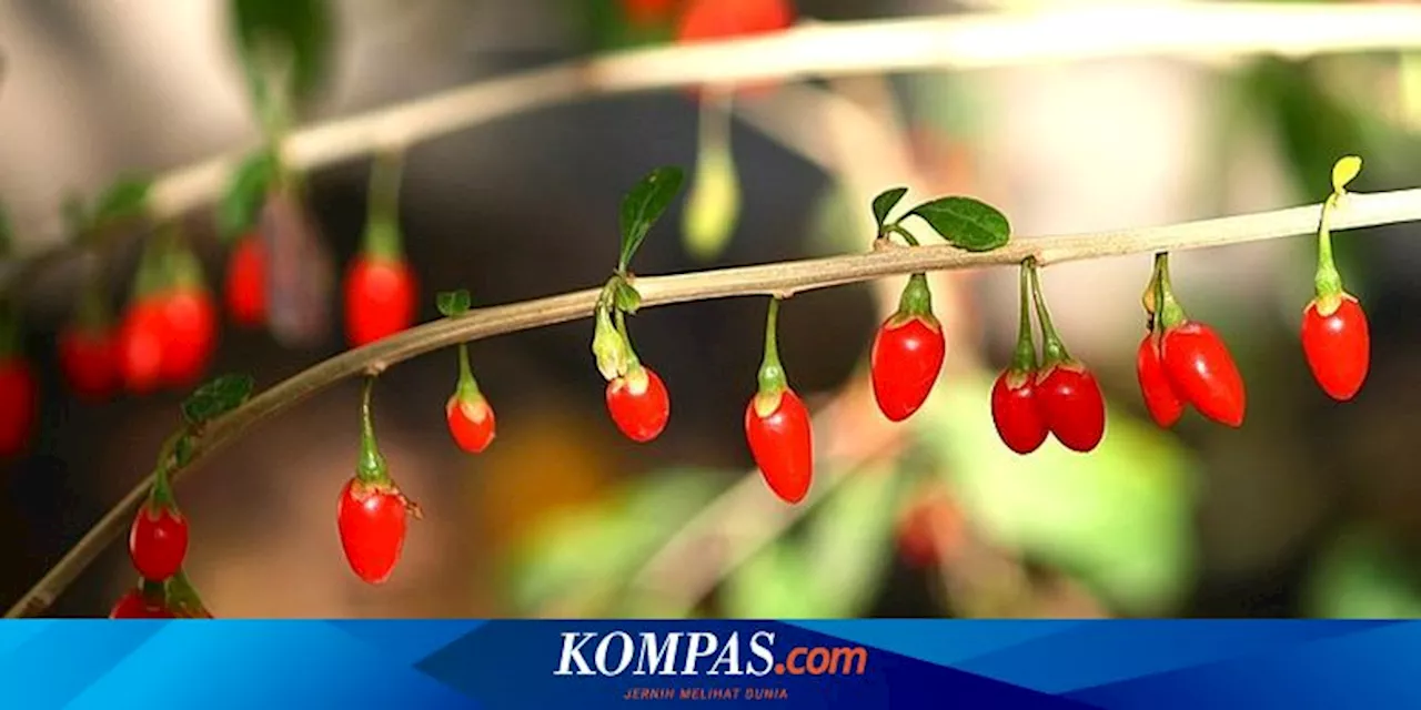 6 Efek Samping Goji Berry, Gula Darah dan Tekanan Darah Berpotensi Turun Drastis