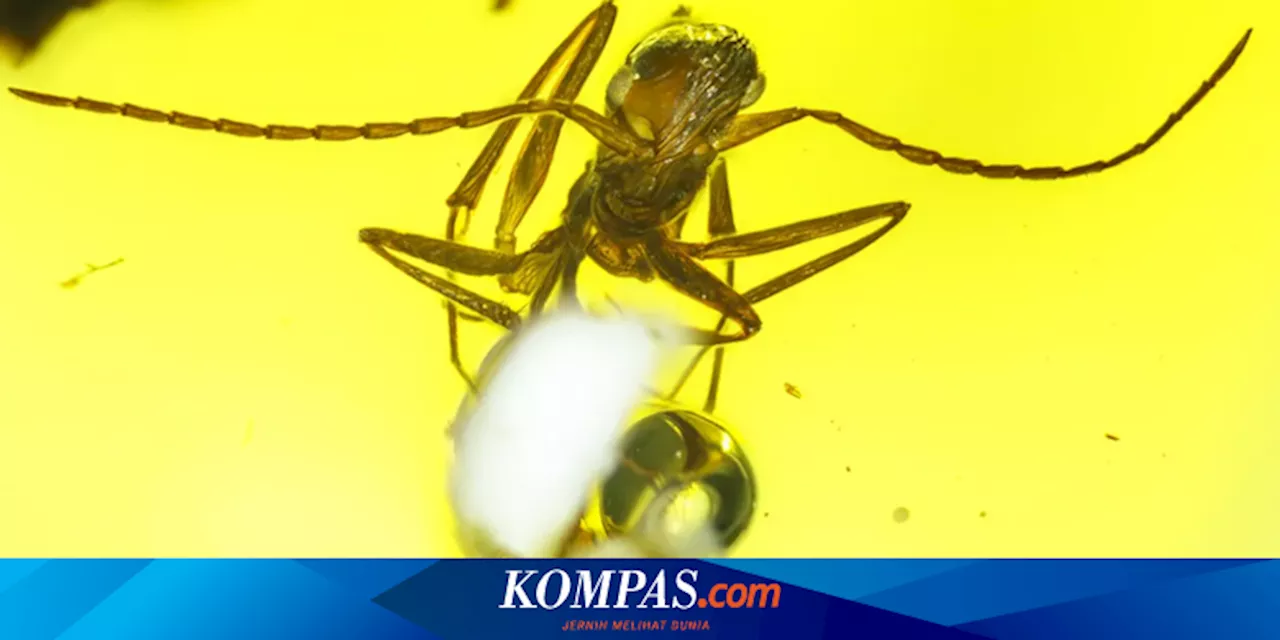 Fosil Tunjukkan Semut Purba Miliki Kehidupan Sosial yang Kompleks