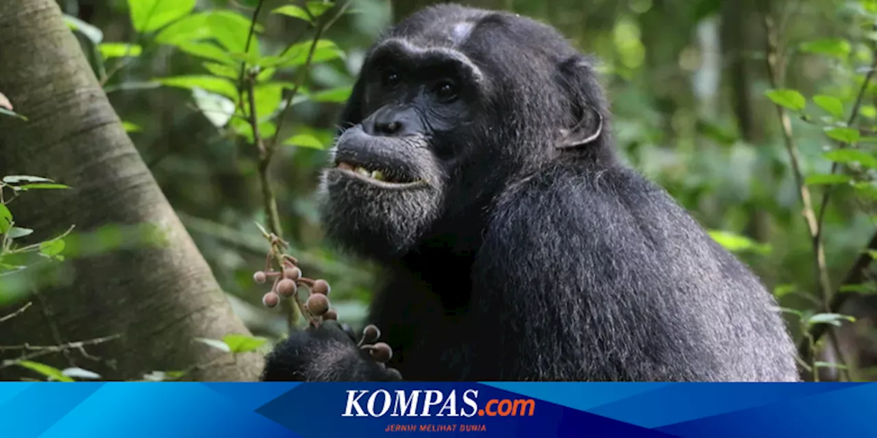 Simpanse Pakai Tanaman di Hutan untuk Obat