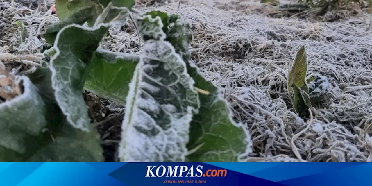 Suhu Dieng Capai Minus 0,57 Derajat Celsius di Musim Kemarau, sampai Kapan Berlangsung?