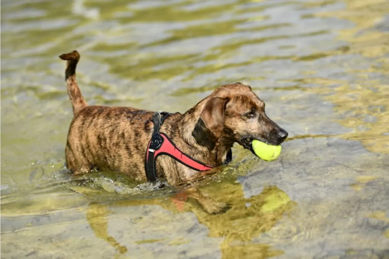 Protect your pets from triple-digit heat in Houston by recognizing these signs