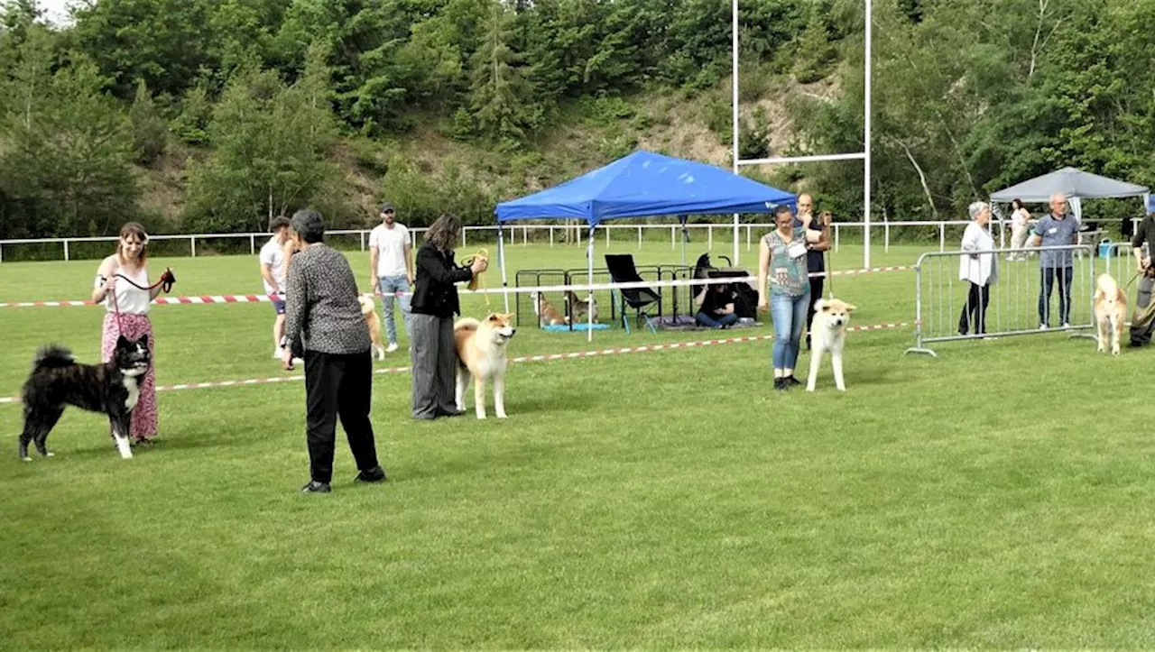 Alban. Un rassemblement canin coloré