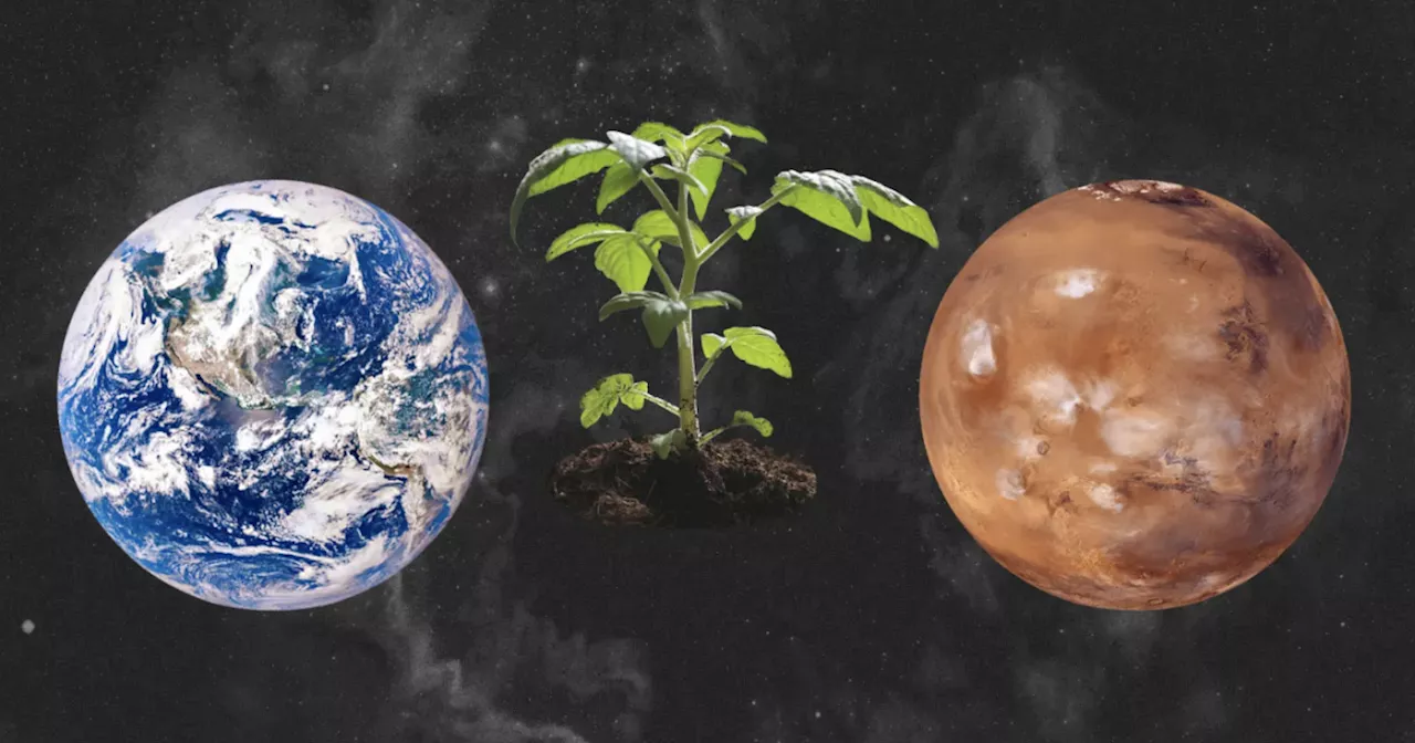 Why a new method of growing food on Mars matters more on Earth