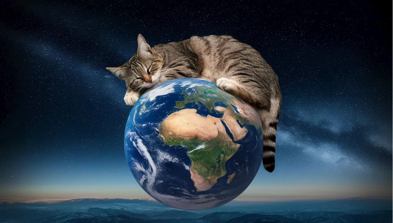 Cat World Domination Day: 5 motivi per cui i gatti sono creature speciali