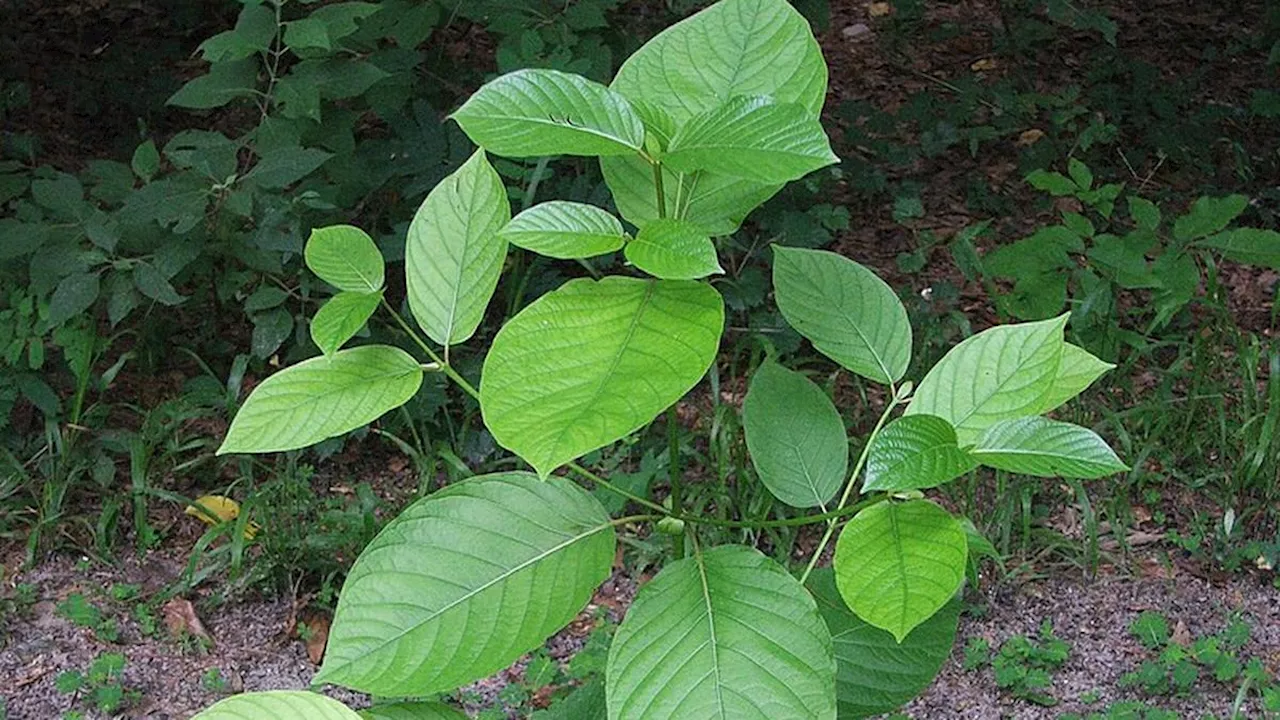 8 Fakta Tanaman Kratom yang Jarang Diketahui, Kenali Manfaat dan Bahayanya