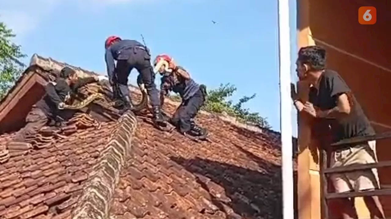 Geger Ular Sanca Berjemur di Atap Gedung Kampus di Sukabumi, Diduga Sering Memangsa Kucing