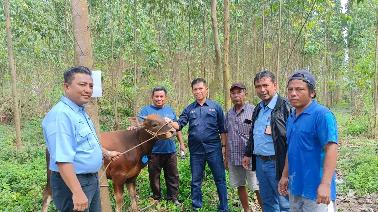 Sinar Mas Sebar 63 Sapi dan 361 Kambing di Hari Raya Idul Adha 2024