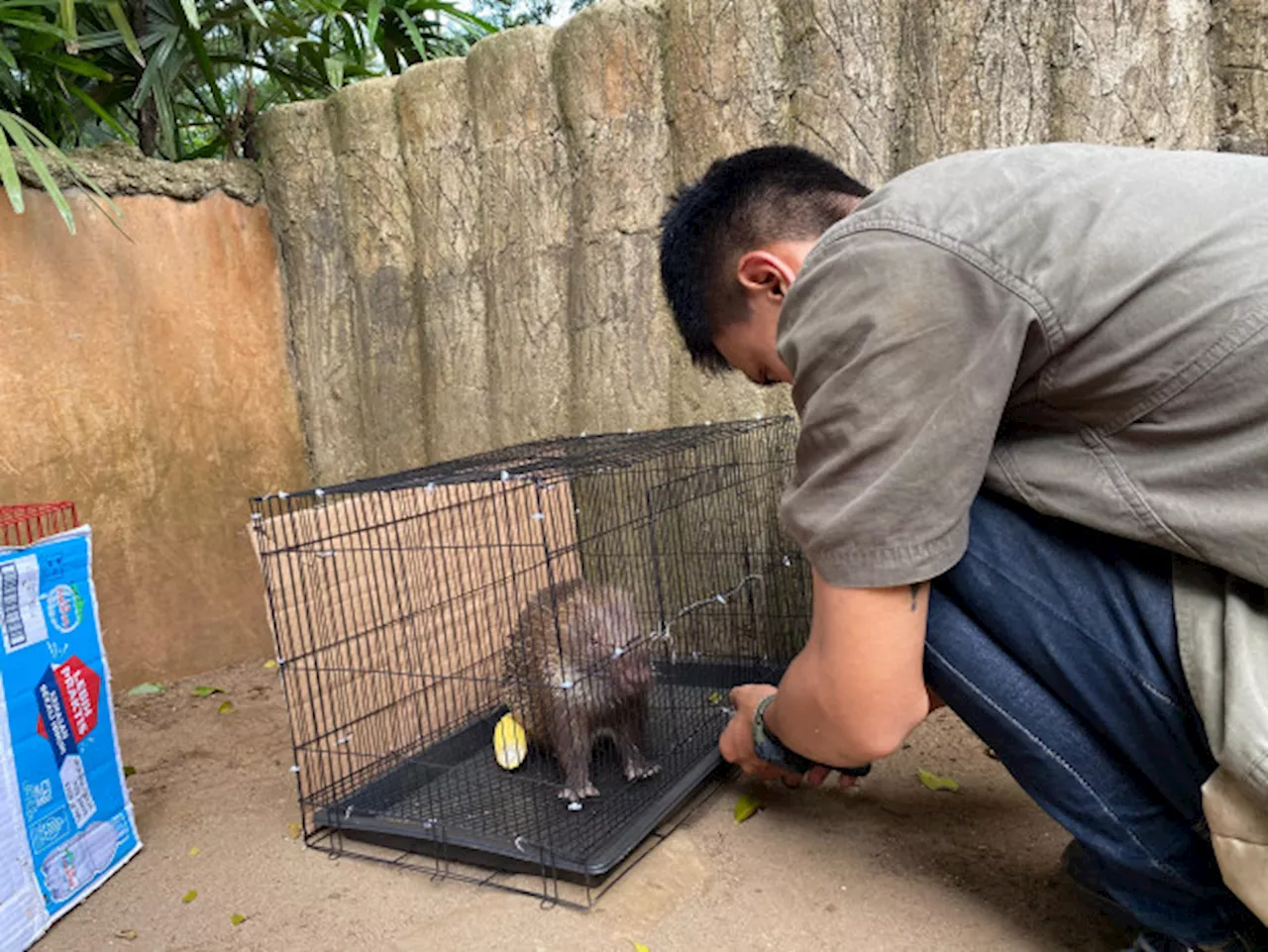 Bandung Zoo Lepas Liarkan 5 Satwa di Karawang