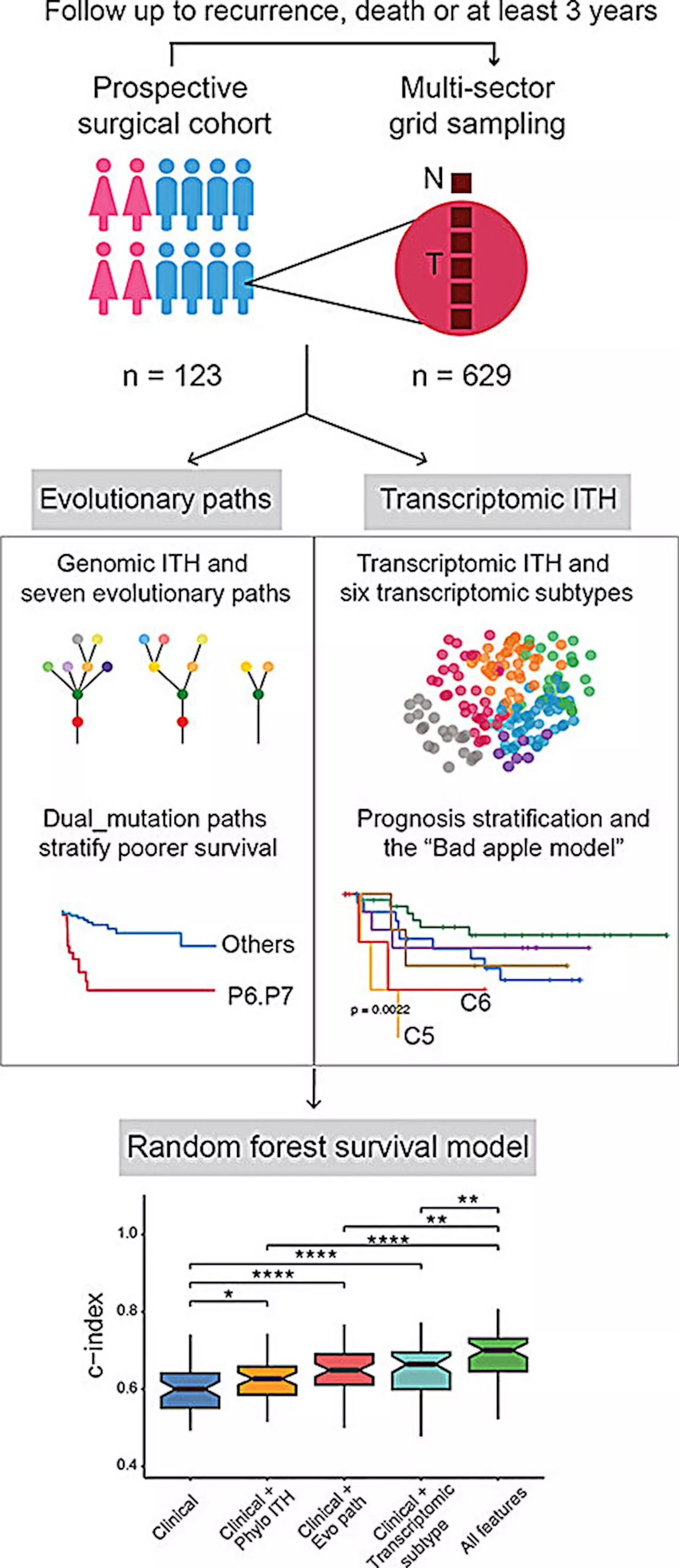 Study uncovers multiple molecular subgroups in liver cancer with most aggressive driving clinical outcomes