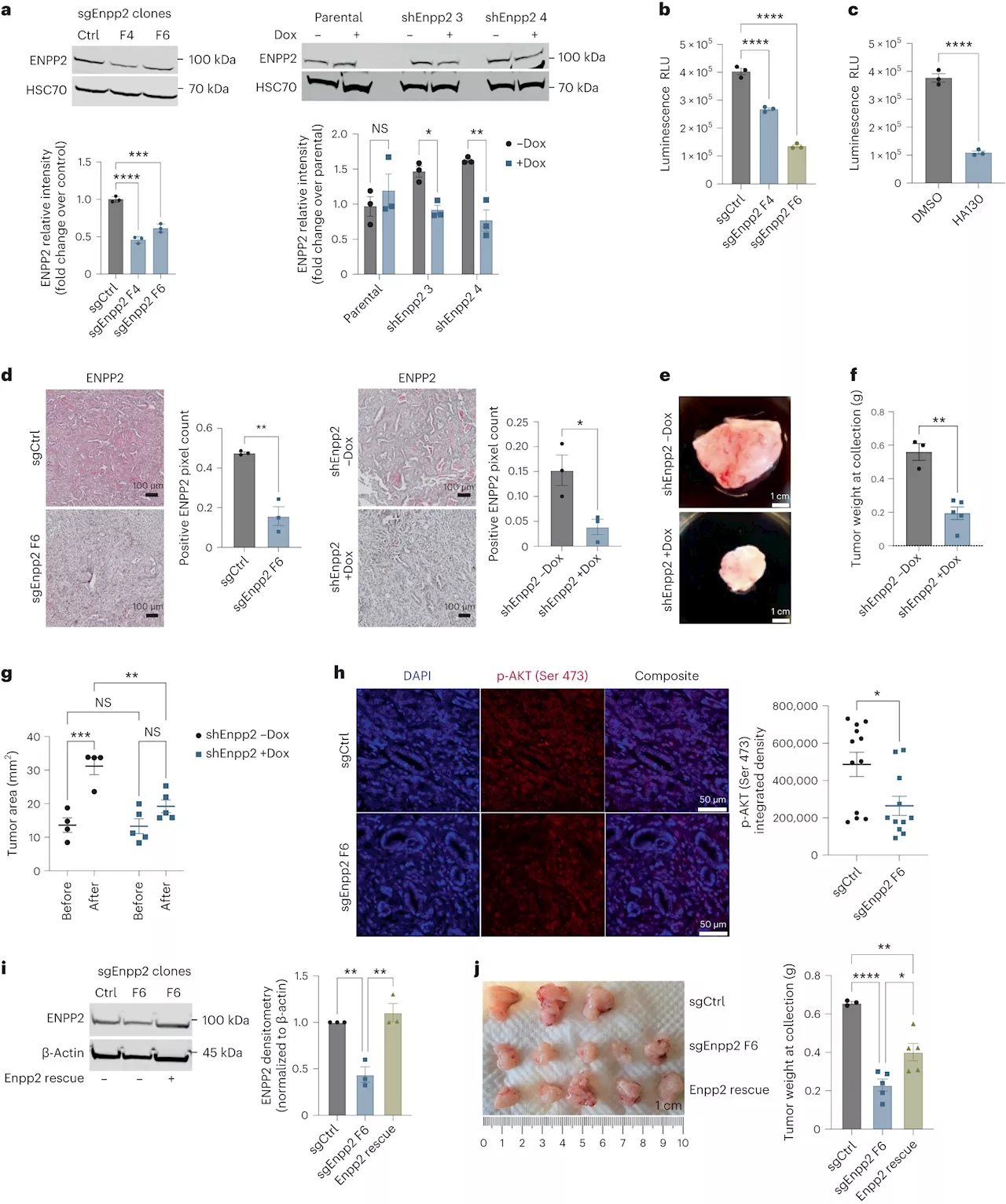 Unlocking the secrets of the fibrotic fortress that surrounds and protects pancreatic cancer