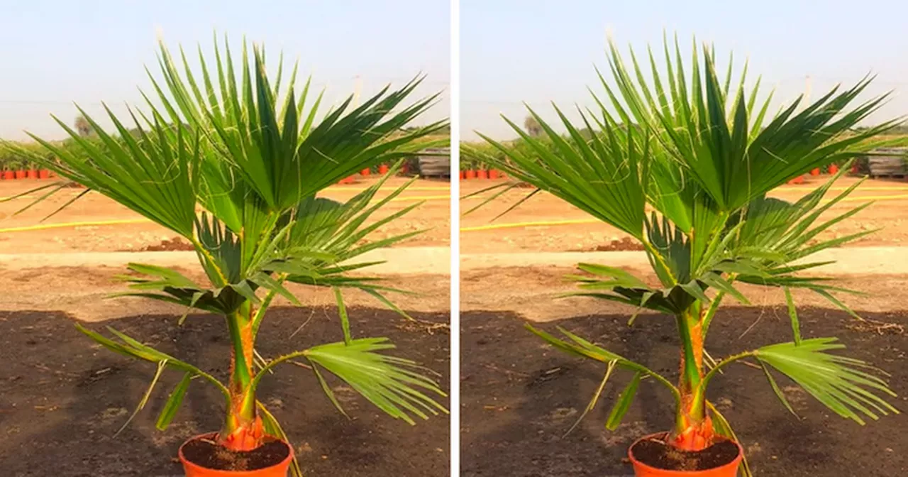 Gardeners are turning to £19 palm trees 'perfect' for British summer weather