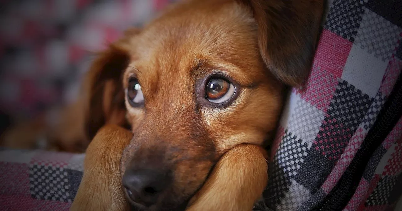 Pet owners issued heatwave warning over mistake that can be 'fatal'