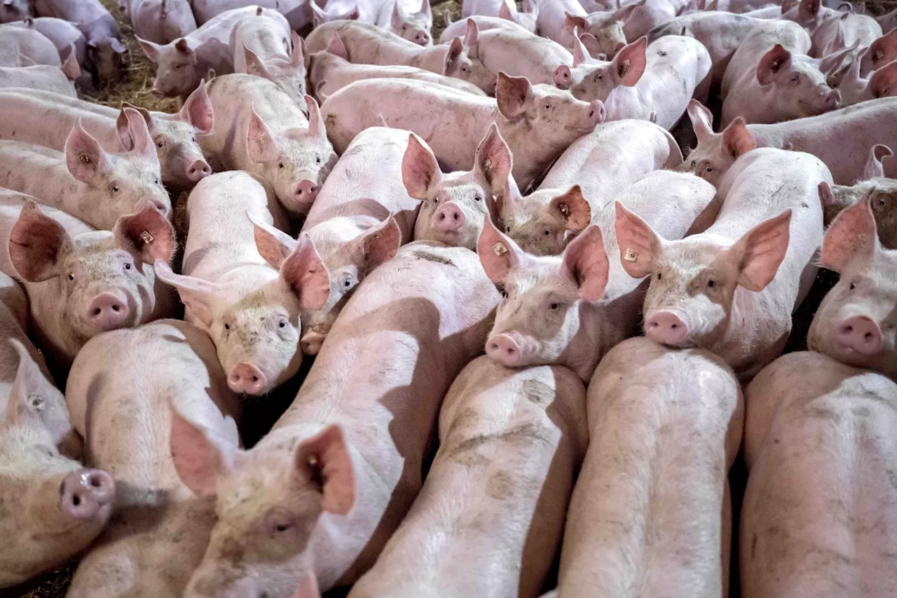 Weniger Schweinehalter haben weniger Schweine