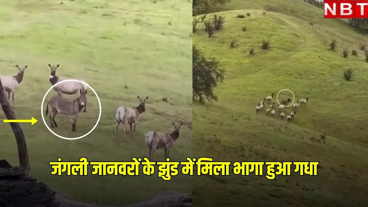 Watch: मालिक के पास से भागा पालतू गधा 5 साल बाद जंगली एल्क के झुंड में 'बेस्ट लाइफ' जीता हुआ पाया गया