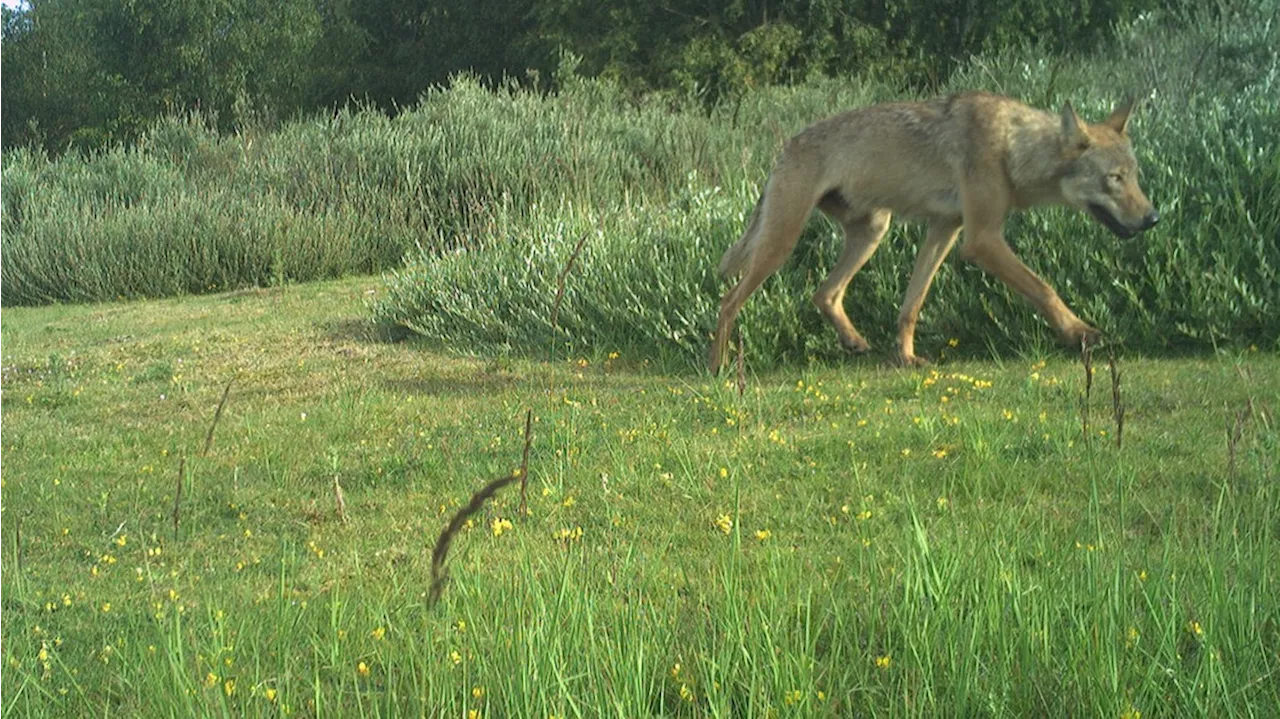 Wolf auf Norderney: Jäger sehen keinen Grund zur Panik