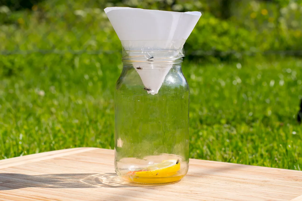 The budget DIY hacks for keeping pesky flies out of your home this summer