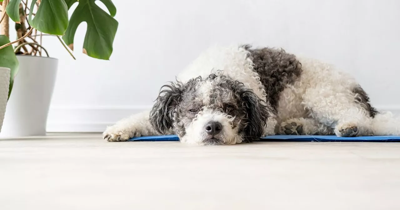 Amazon shoppers say £22 cooling mat is 'brilliant' for keeping pets cool