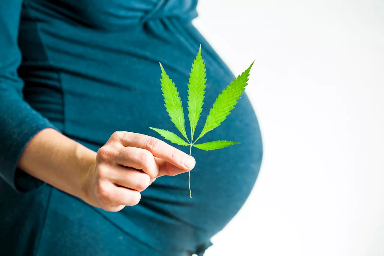 How does prenatal cannabis use affect neonatal outcomes?