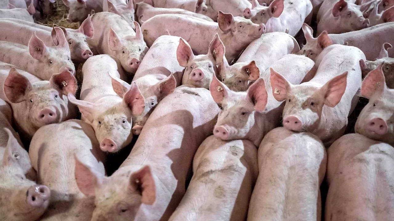 Bayern: Weniger Schweinehalter haben weniger Schweine