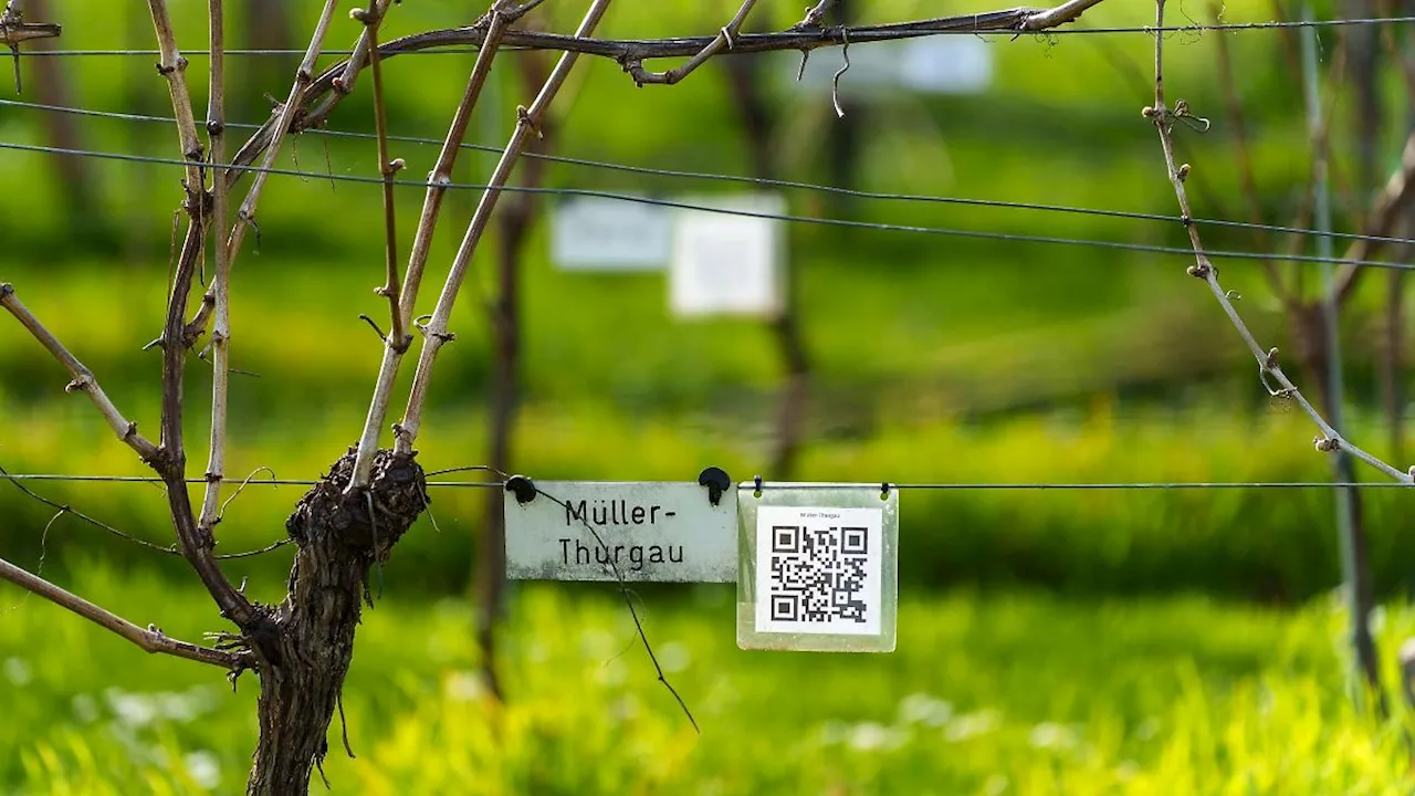 Rheinland-Pfalz & Saarland: Mehr Weißwein im Weinberg - Riesling bleibt Nummer eins