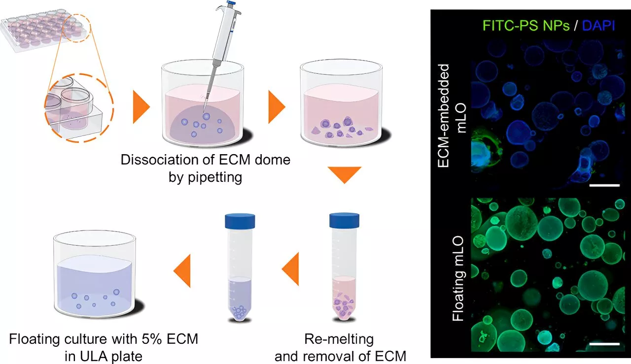 New organoid culture method can verify human toxicity of nanomaterials