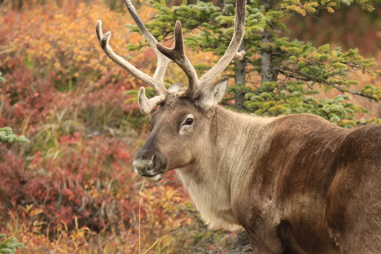 State kills over 80 bears in Southwest Alaska in second-year effort to boost caribou