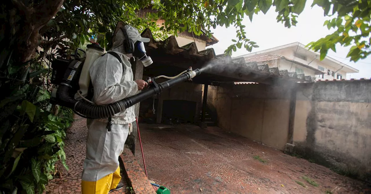 Brasilien: Mehr als 4000 Tote durch Dengue-Fieber ​- 6 Millionen Infektionen