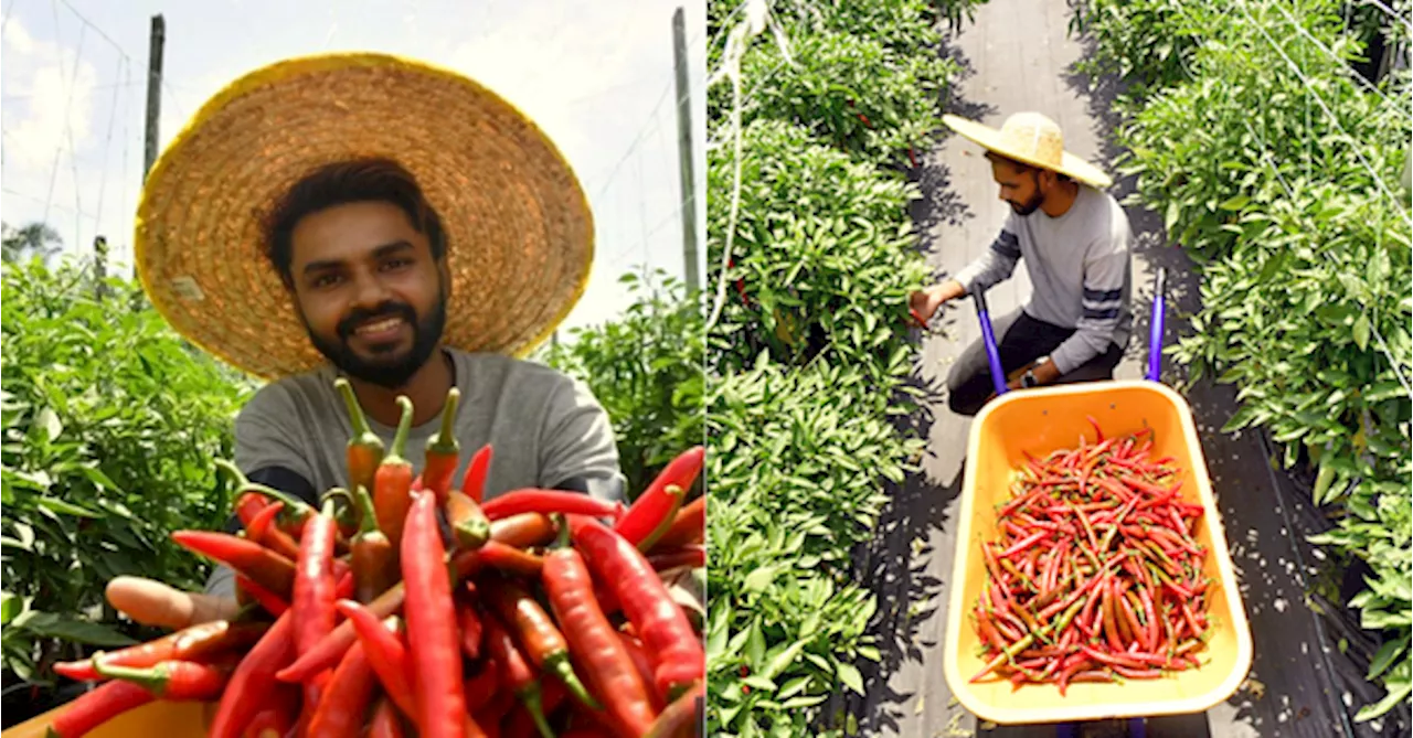 29-Year-Old Software Engineer Leaves Office Job To Become A Chilli Farmer In His Hometown