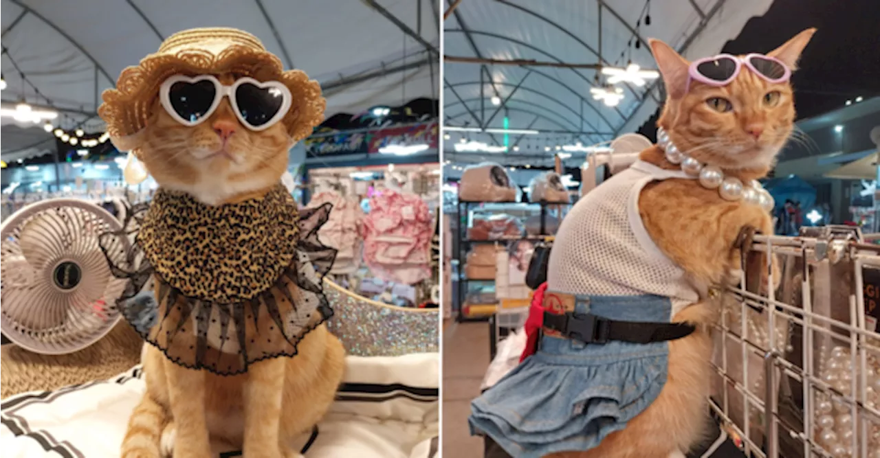 [PHOTOS] This Rescued Oyen Is A Posing Pro & Crowd Magnet At A Night Market In Thailand