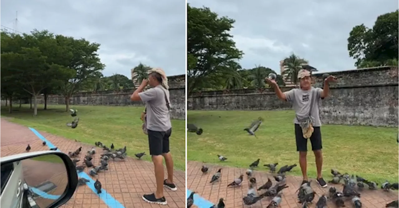 Pigeons Listen Obediently To Penang Uncle & Sit On His Hands When He Summons Them