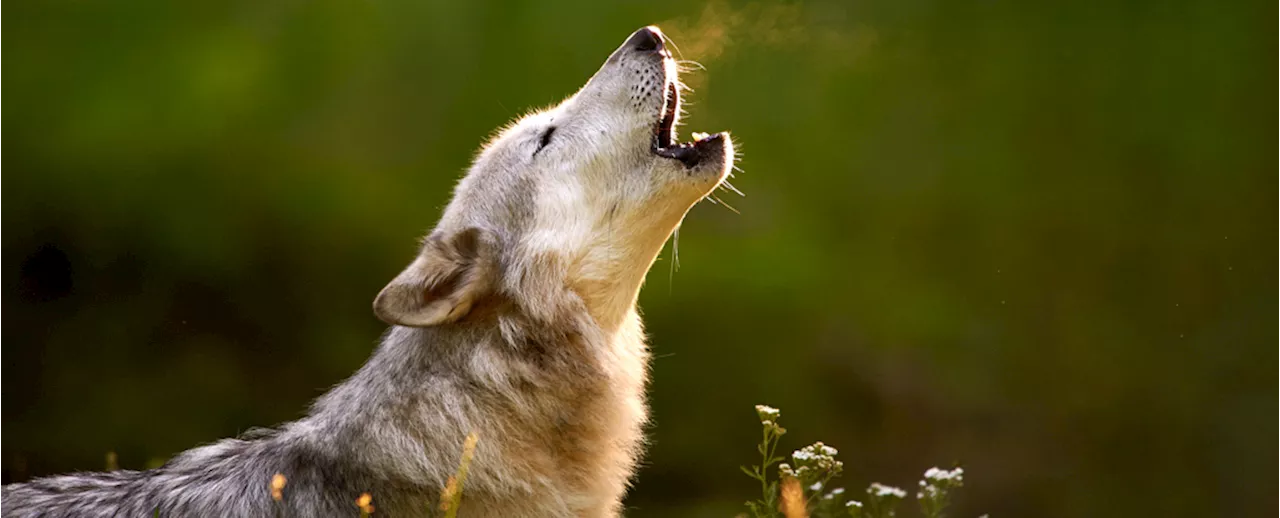 Wolves Vanished Across America, And We're Still Uncovering The Damage