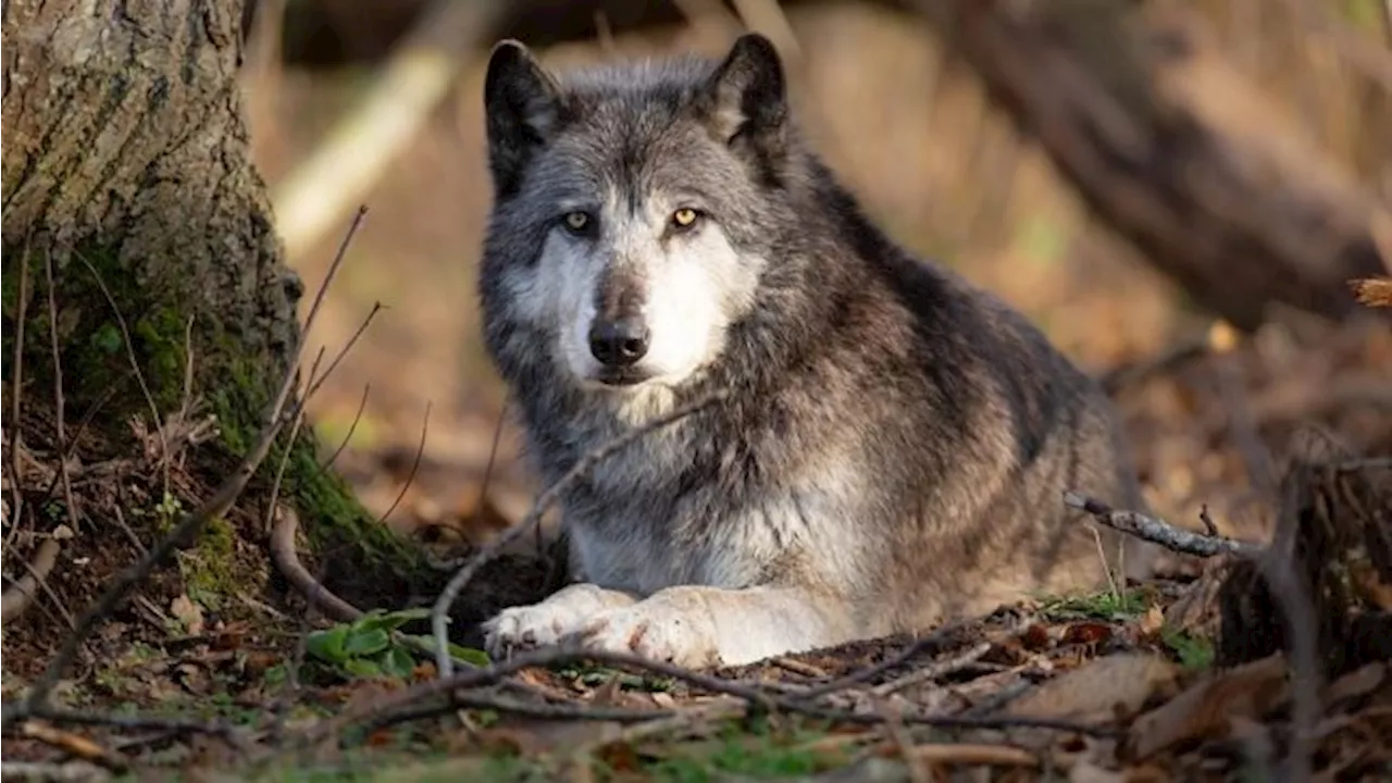 Woman mauled by wolves at safari park near Paris