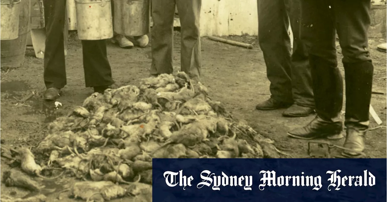 When rats ruled The Rocks and fear stalked the streets of Sydney