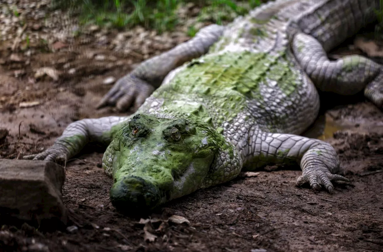 Sabah Wildlife Dept hard-pressed to cope with increasing human-croc conflict