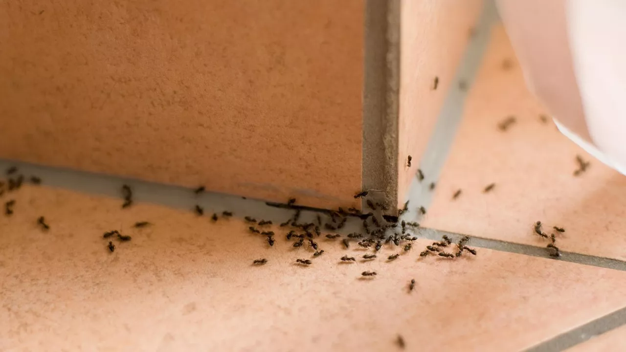 Ameisen bekämpfen: Diese (Haus-)Mittel helfen in Haus und Garten