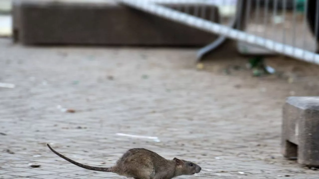 Rattenplage: Kampf gegen Ratten auf Spielplätzen