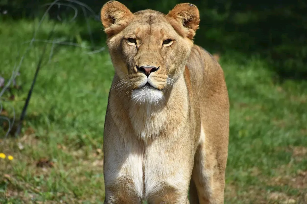 Game farm worker mauled by lioness in KZN