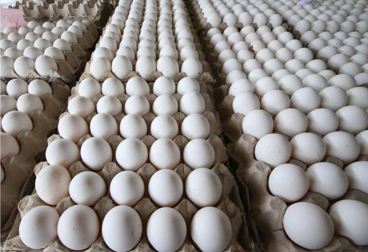 Farmers get govt aid for egg production