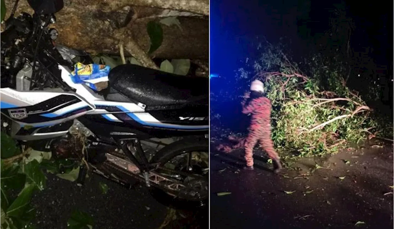 Pregnant Mom In Perlis Suffers Miscarriage After Tree Falls On Bike