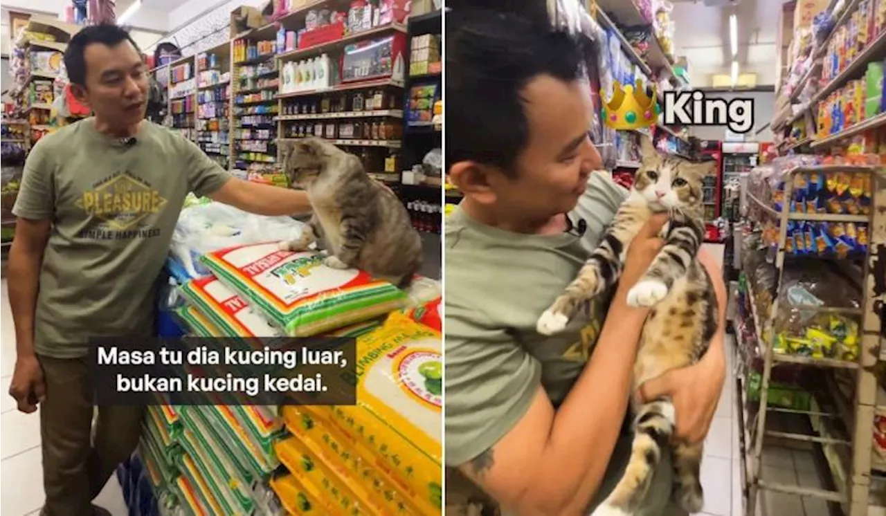 [Watch] Cat In “One By One” Video Was A Persistent Stray That Carried Her Babies One By One To Goh’s Shop