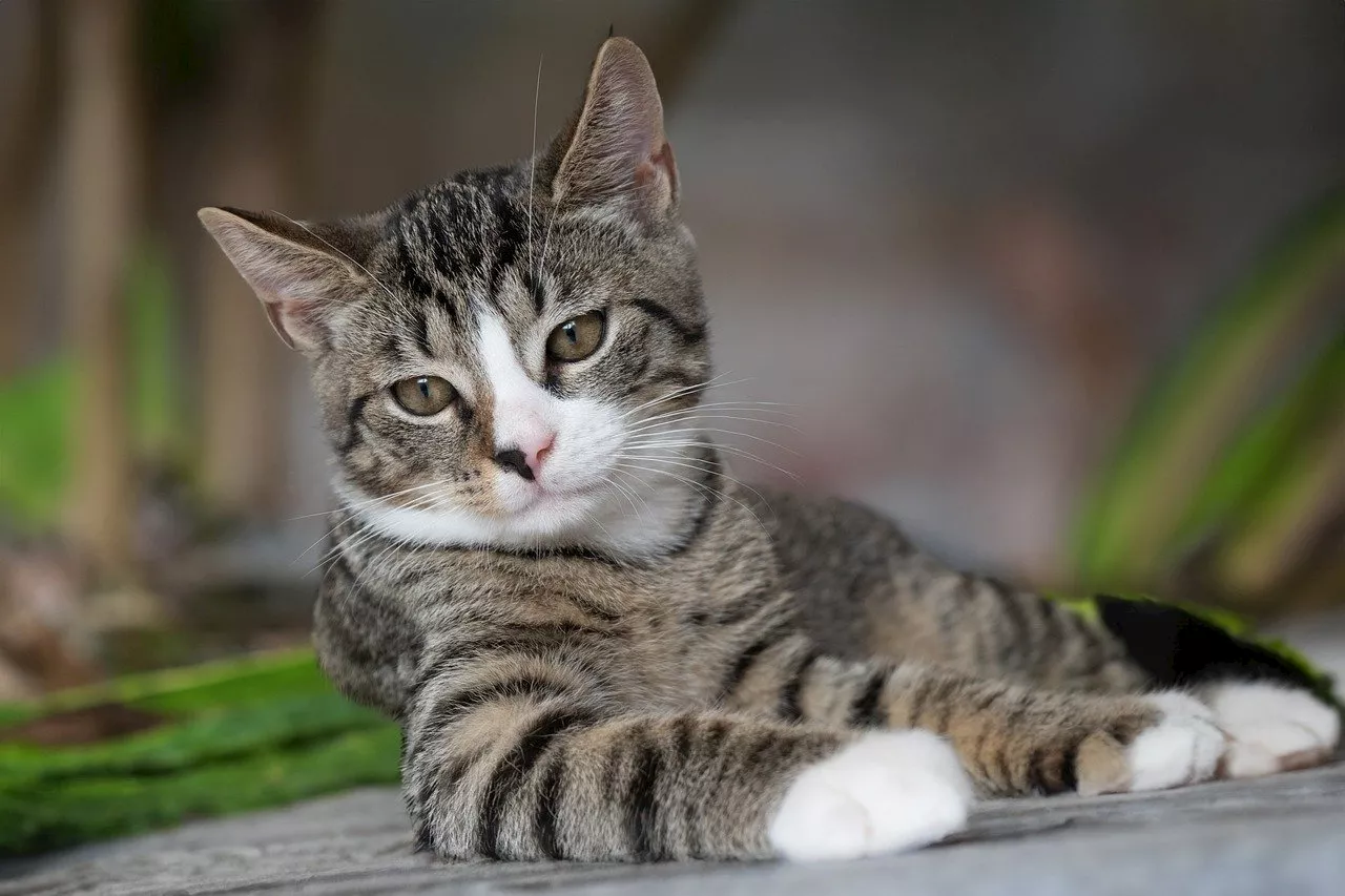 Cat communication: Why is my cat ignoring commands?