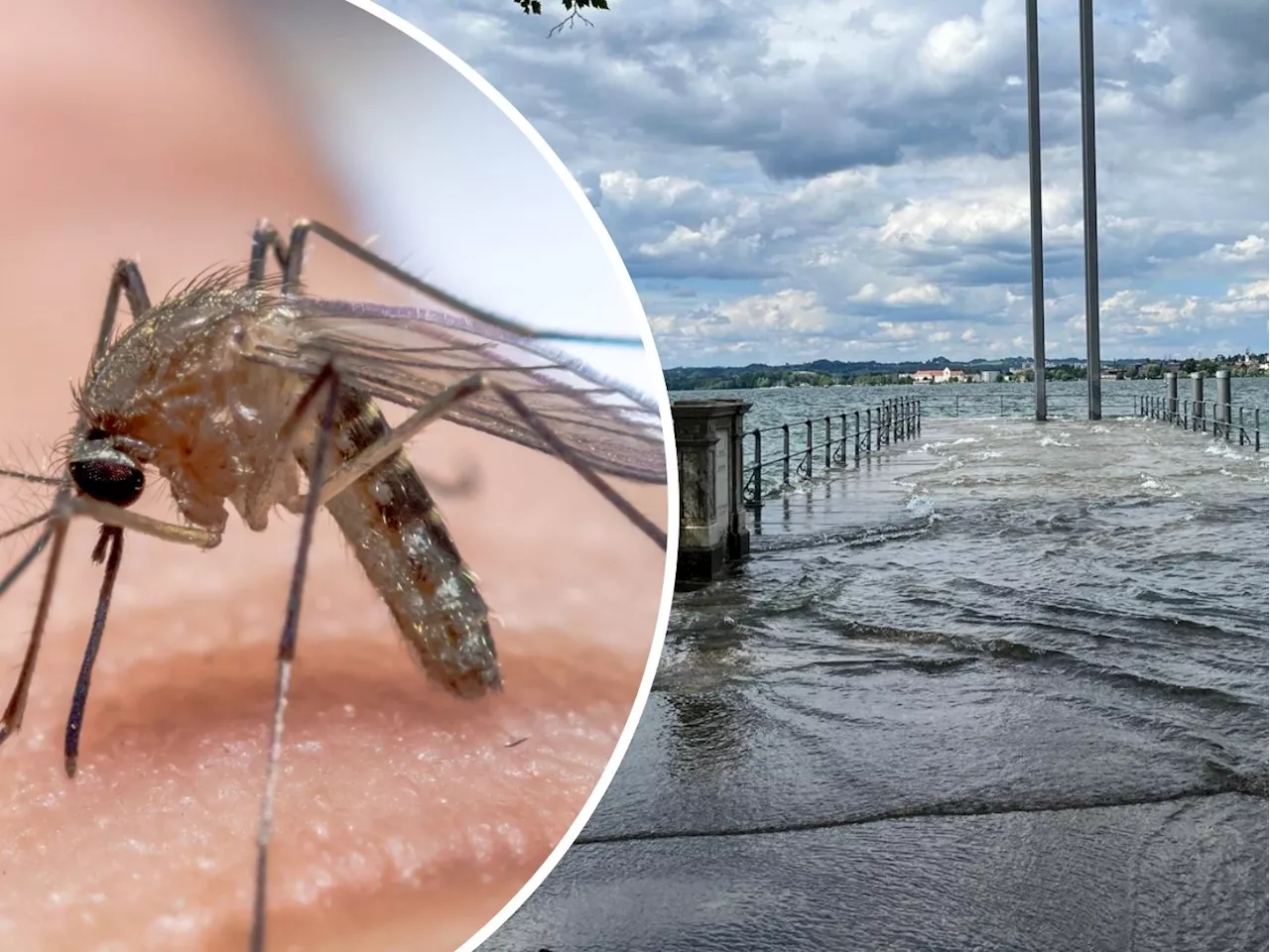 Nach Hochwasser: Droht uns jetzt eine Mückenplage?