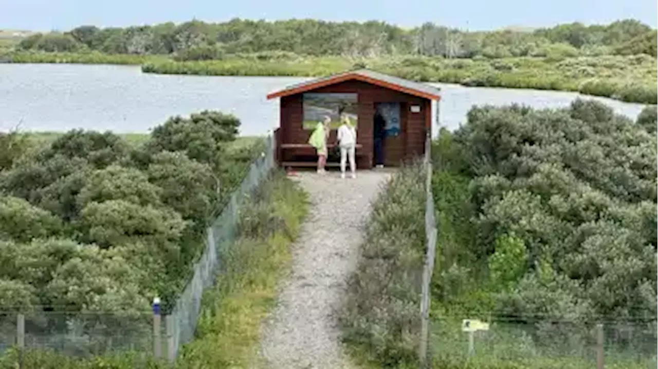 Warnung vor Hysterie nach Wolf-Sichtung auf Norderney