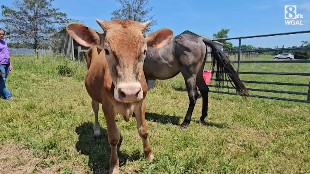 Adams County SPCA provides update on 36 animals rescued from 'horrible' conditions in school bus