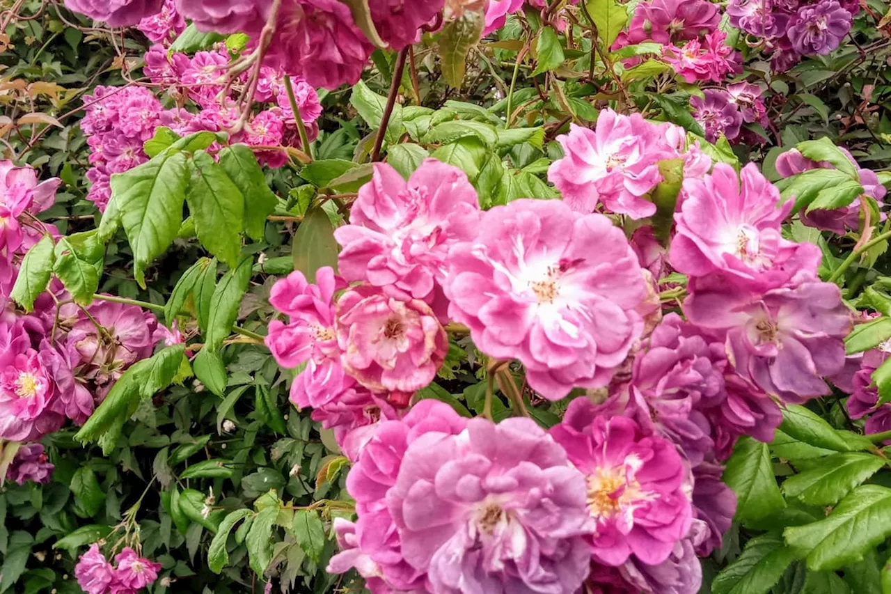 Roses: The vital role beautiful British roses can play in your garden