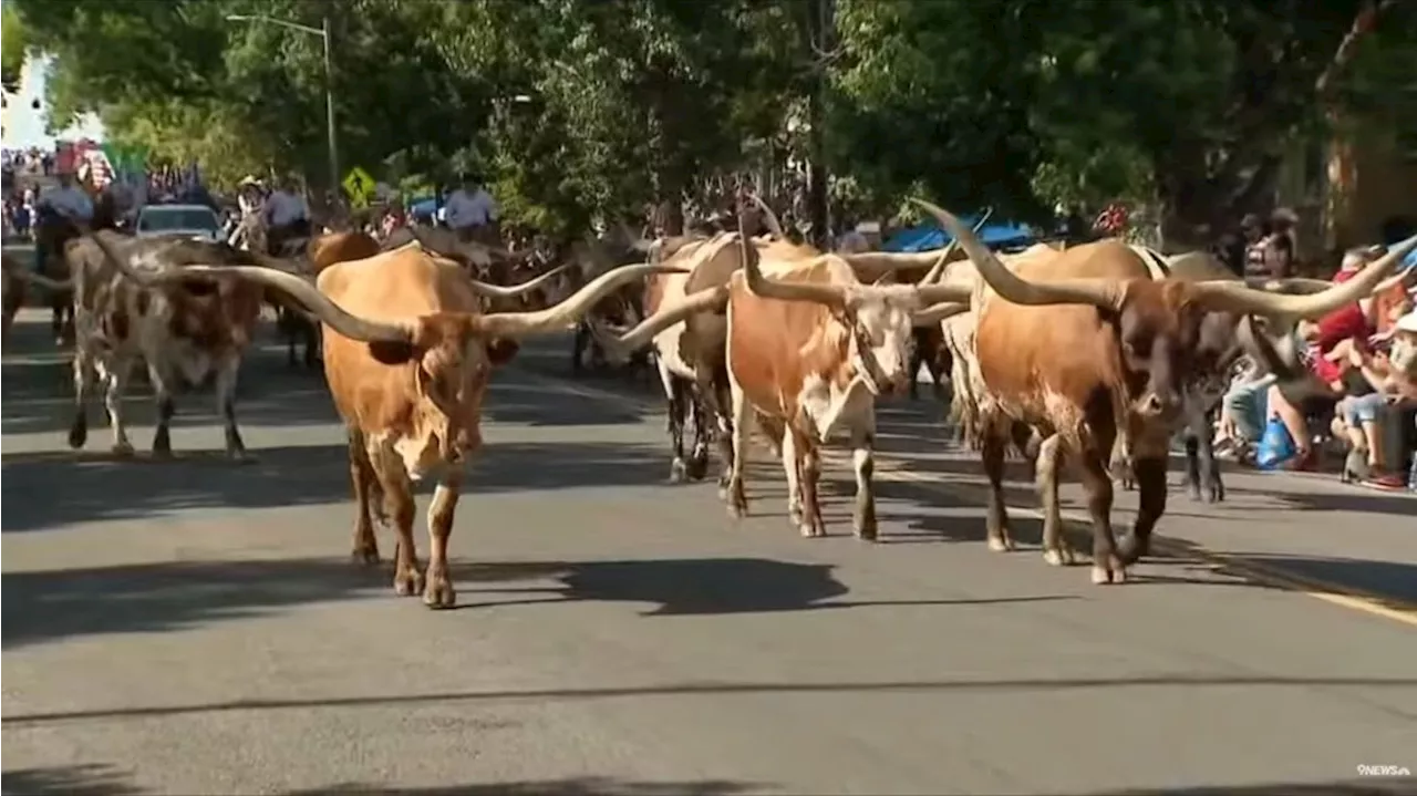 How you can see a parade of longhorns Wednesday