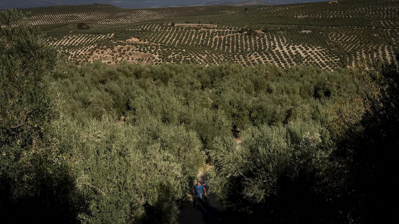 Spain eliminates sales tax on olive oil to help consumers cope with skyrocketing prices