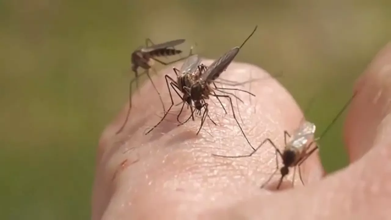 Spraying for mosquitoes in Bellaire underway after West Nile Virus detected, health officials say